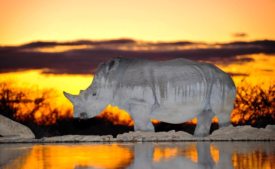 RhinoMAR_4811_IJFR
